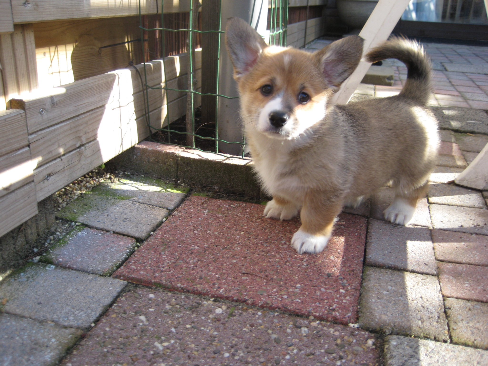 Puppy's